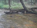 fowlers hollow.Laural run 06-09-14 031